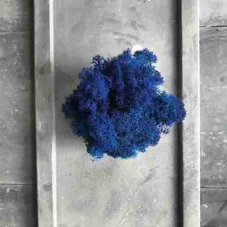 Мох Ягель Blue
